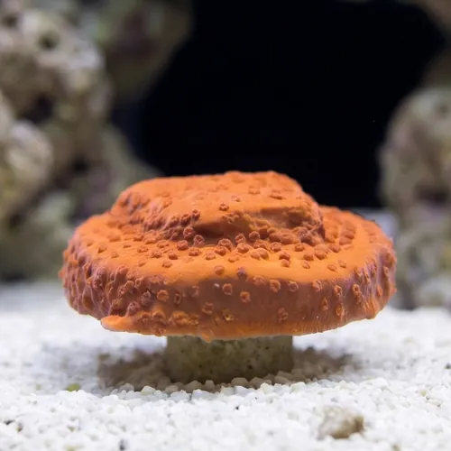 Encrusting Montipora: Atomic Red - Aquacultured