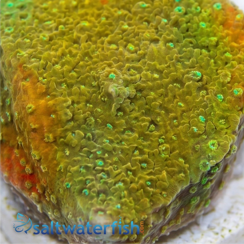 Encrusting Montipora: Camo Green - Aquacultured