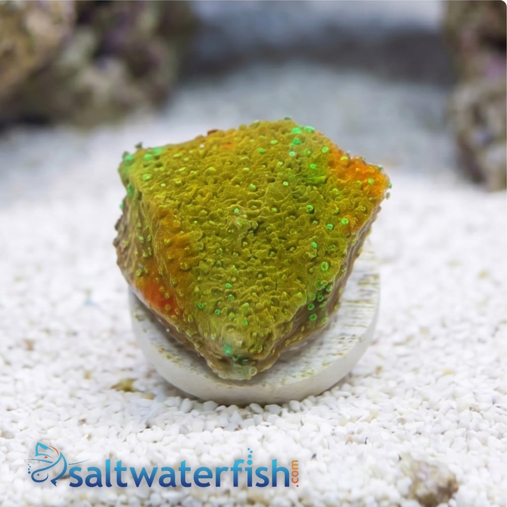Encrusting Montipora: Camo Green - Aquacultured