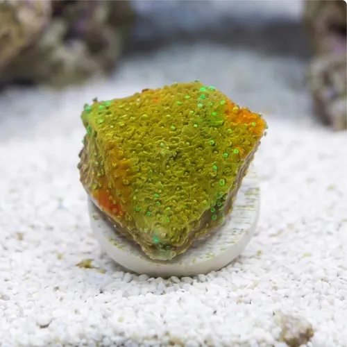 Encrusting Montipora: Camo Green - Aquacultured
