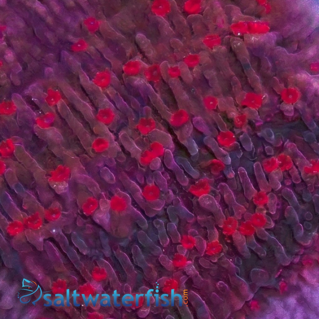 Cap Montipora: Red Rose - Aquacultured