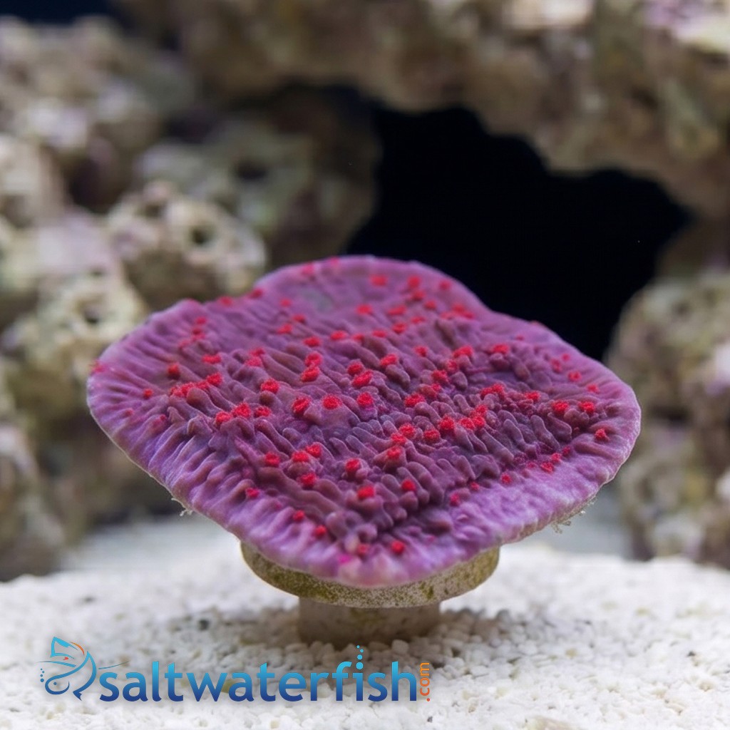 Cap Montipora: Red Rose - Aquacultured