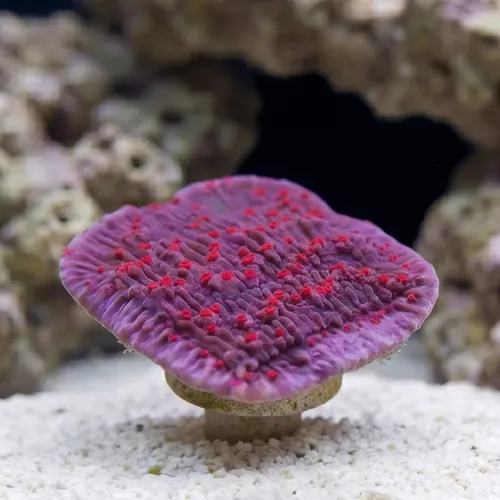 Cap Montipora: Red Rose - Aquacultured