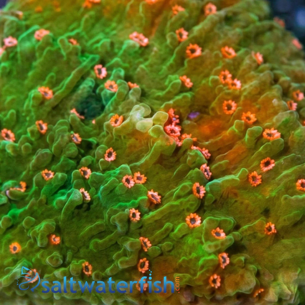 Cap Montipora:Green W/ Pink Polyps - Aquacultured