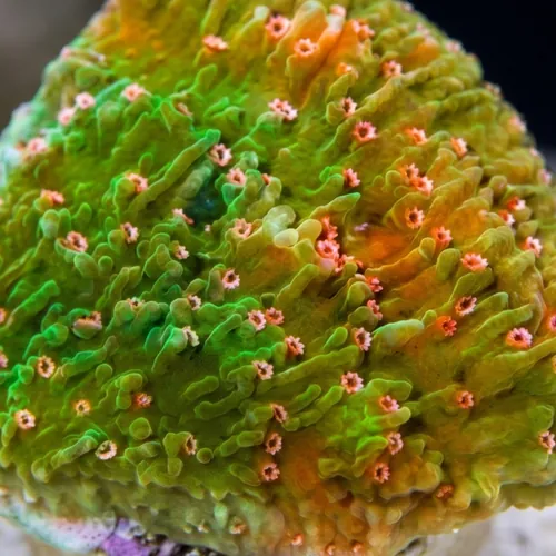 Cap Montipora:Green W/ Pink Polyps - Aquacultured