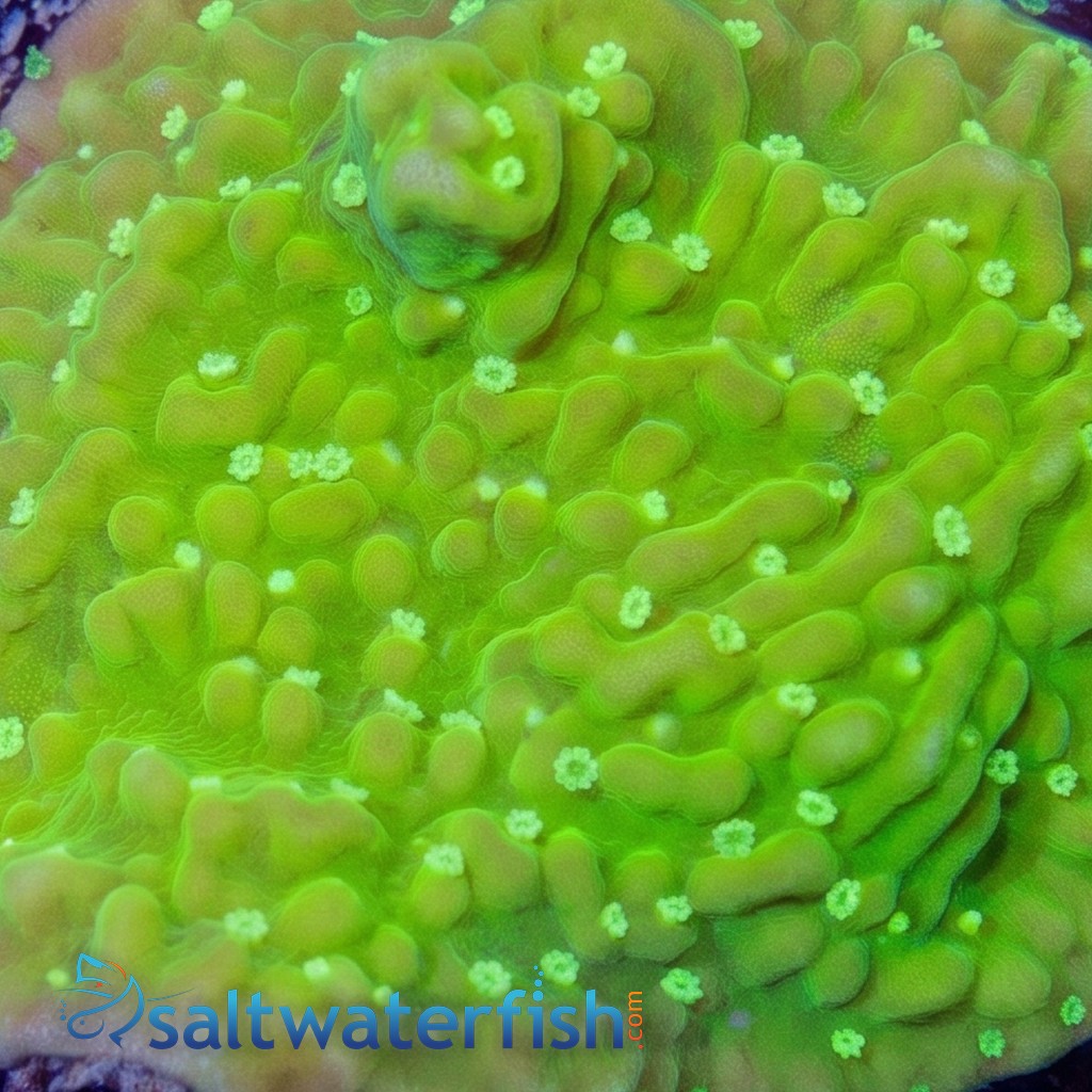 Encrusting Montipora: Toxic Glow - Aquacultured