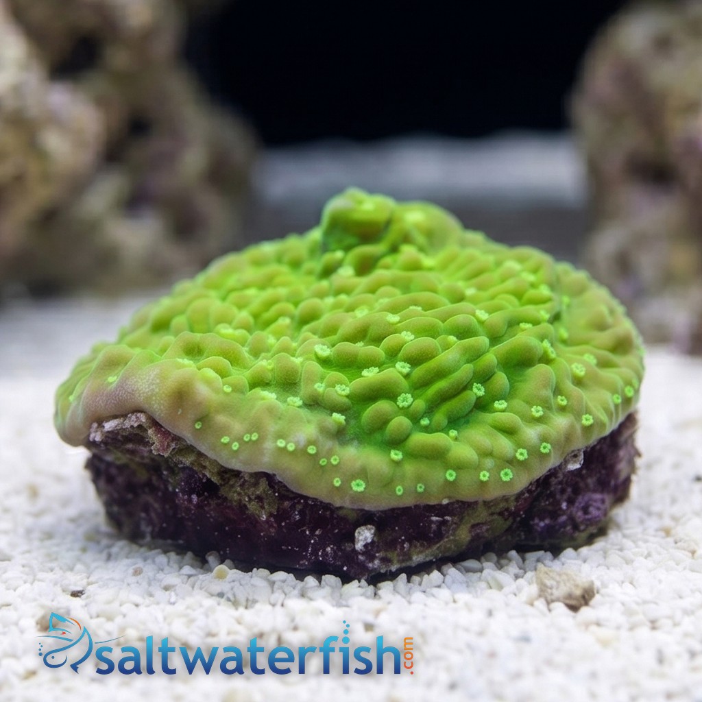 Encrusting Montipora: Toxic Glow - Aquacultured