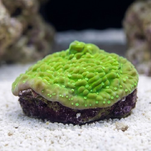 Encrusting Montipora: Toxic Glow - Aquacultured