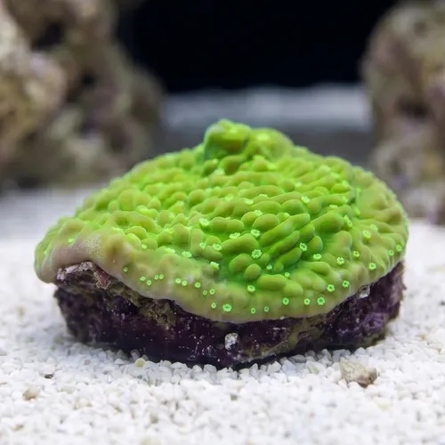 Encrusting Montipora: Toxic Glow - Aquacultured