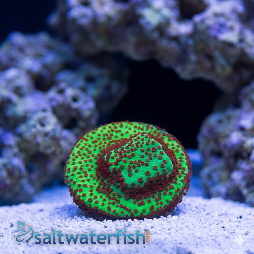 Montipora: "Season's Greetings" Green w/ Red Polyps - Aquacultured