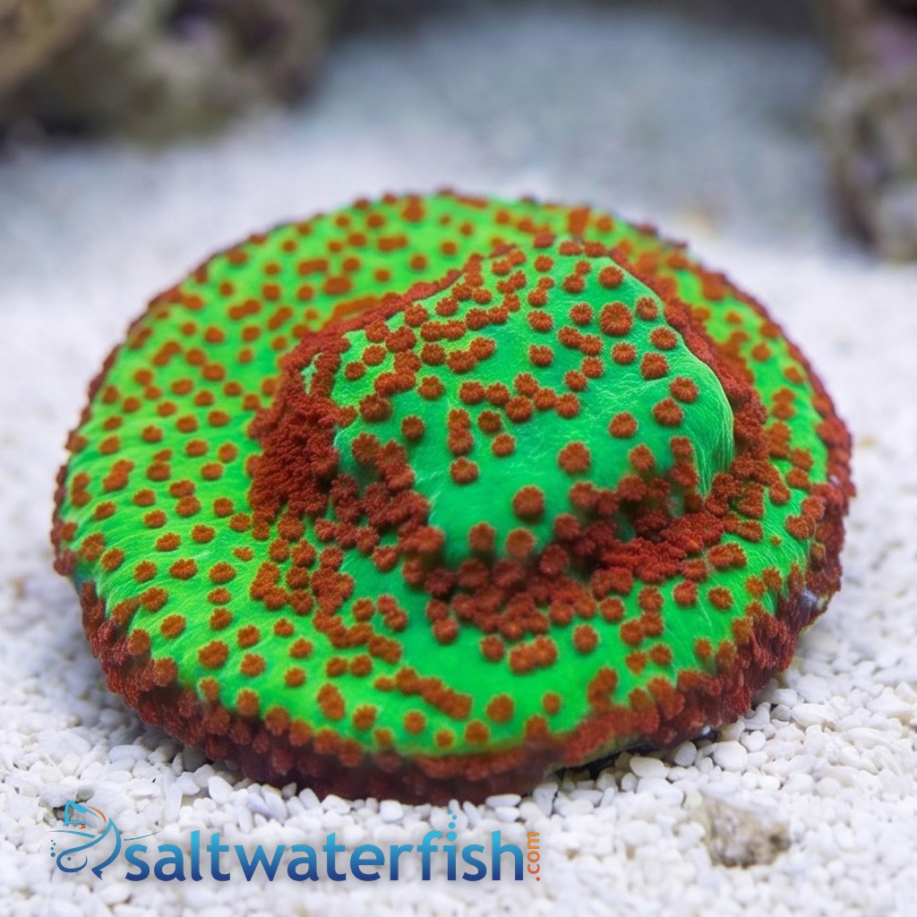 Montipora: "Season's Greetings" Green w/ Red Polyps - Aquacultured