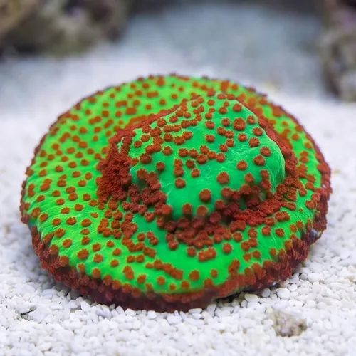 Montipora: "Season's Greetings" Green w/ Red Polyps - Aquacultured