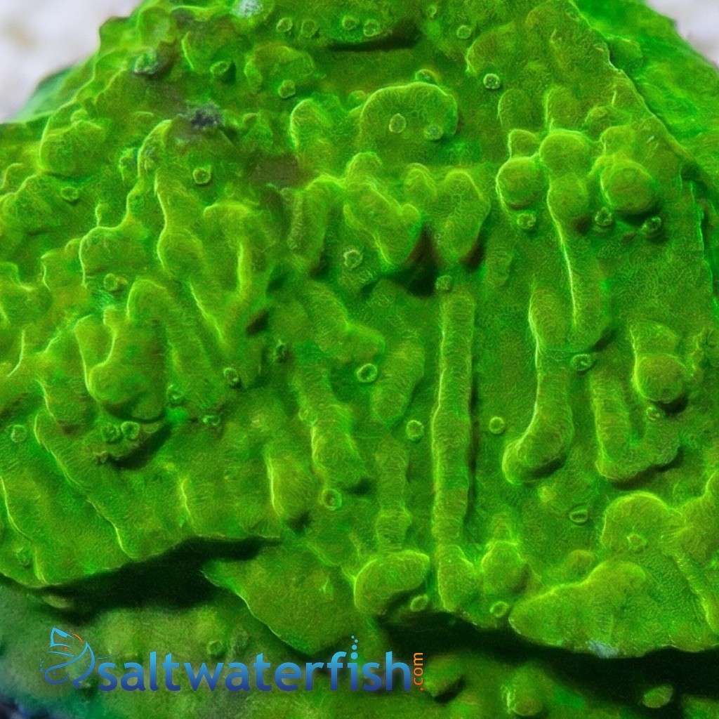 Encrusting Montipora: Green w/ Neon Green polyps - Aquacultured