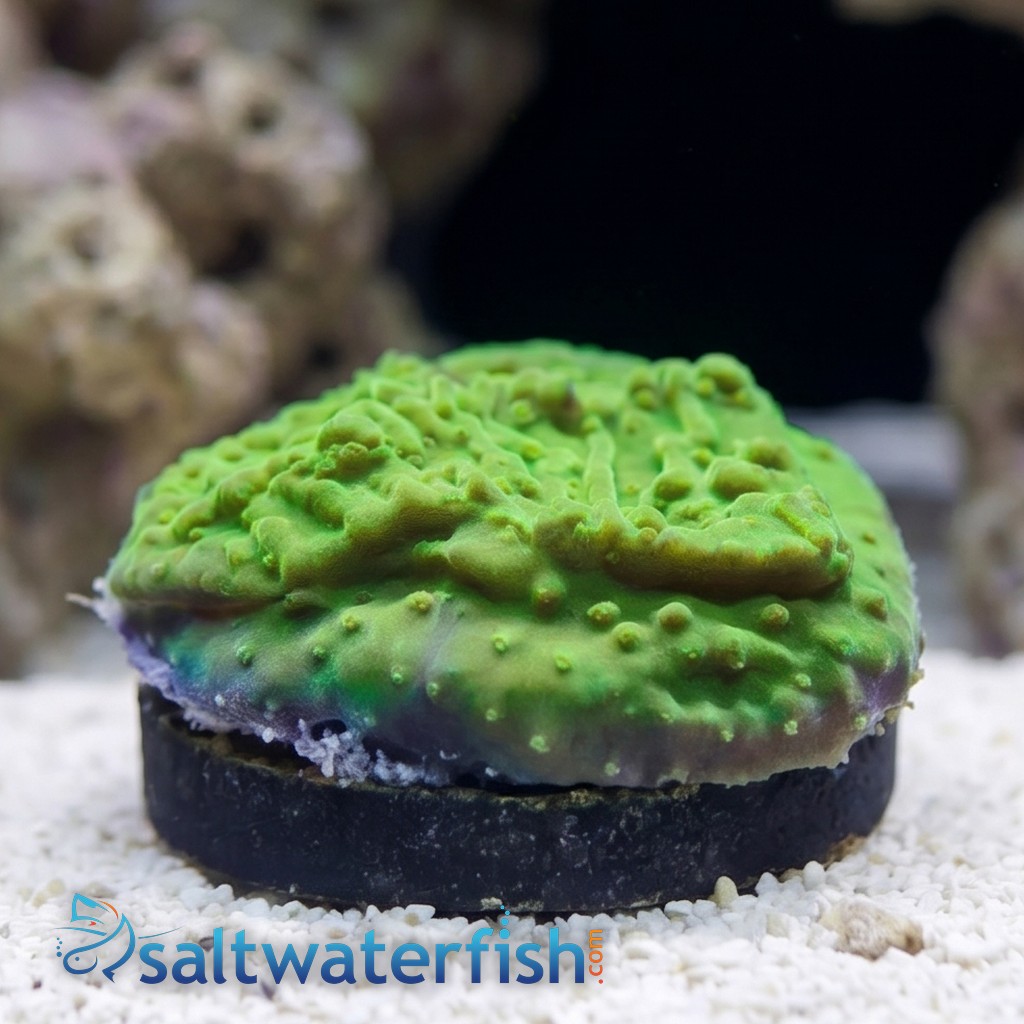 Encrusting Montipora: Green w/ Neon Green polyps - Aquacultured