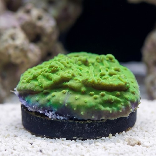 Encrusting Montipora: Green w/ Neon Green polyps - Aquacultured