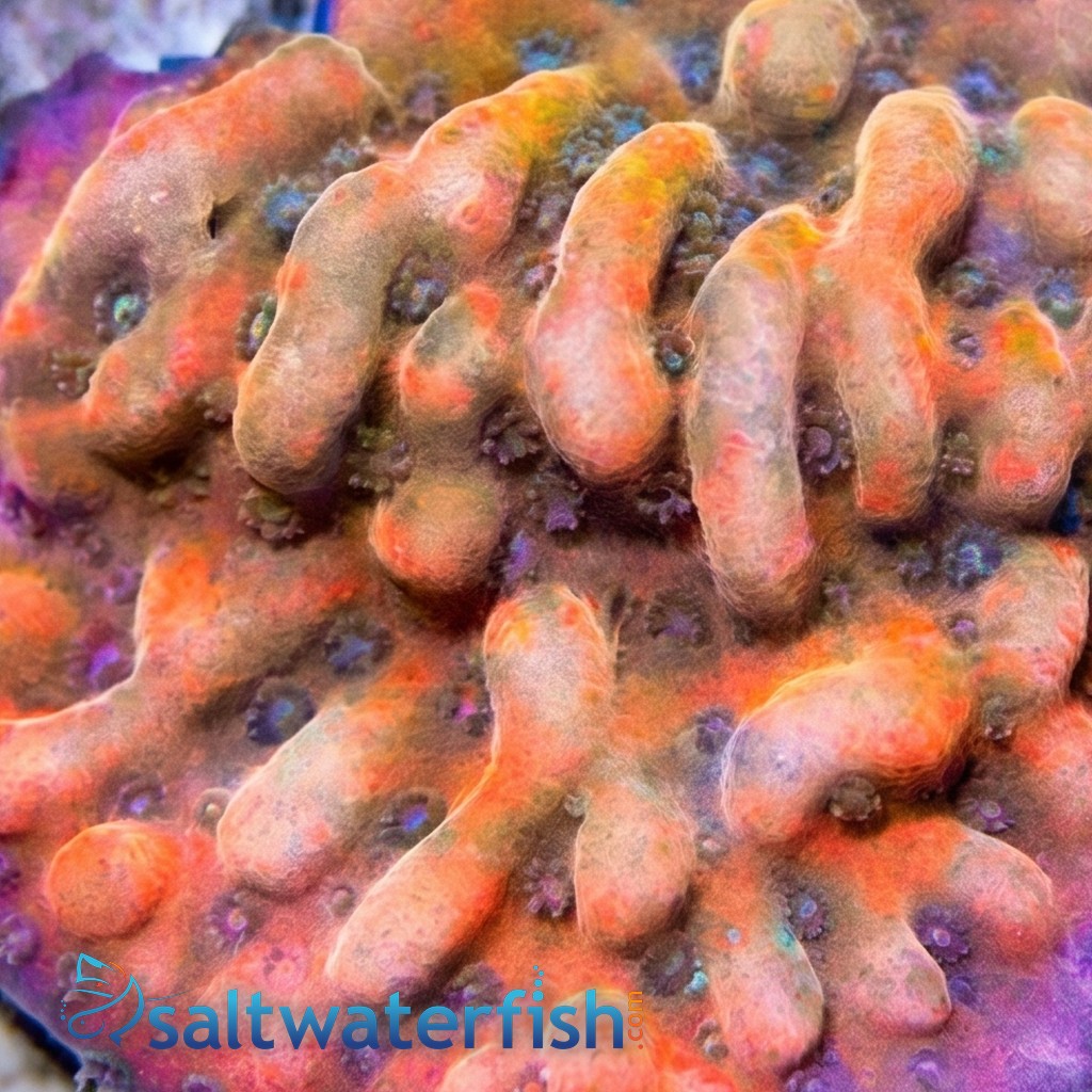Encrusting Montipora: Altered Ego - Aquacultured