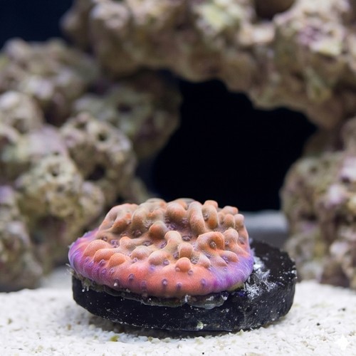 Encrusting Montipora: Altered Ego - Aquacultured