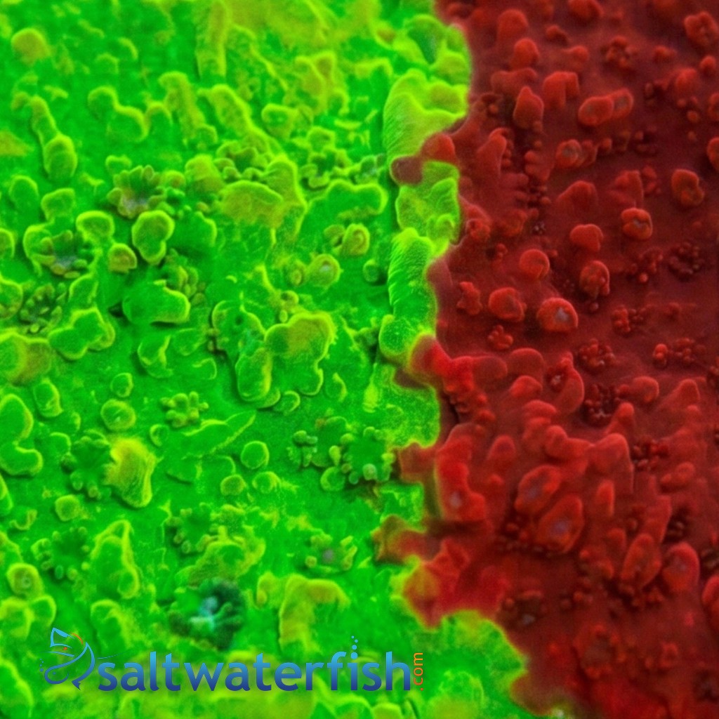 Cap Montipora: Jawbreaker - Aquacultured