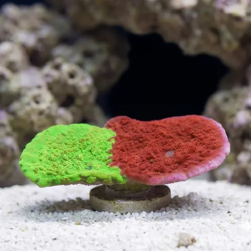 Cap Montipora: Jawbreaker - Aquacultured