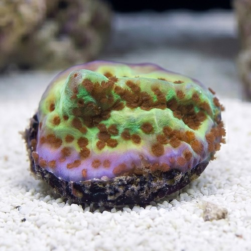 Encrusting Montipora: "Jedi Mind Trick" Green w/ Orange Polyps - Aquacutured