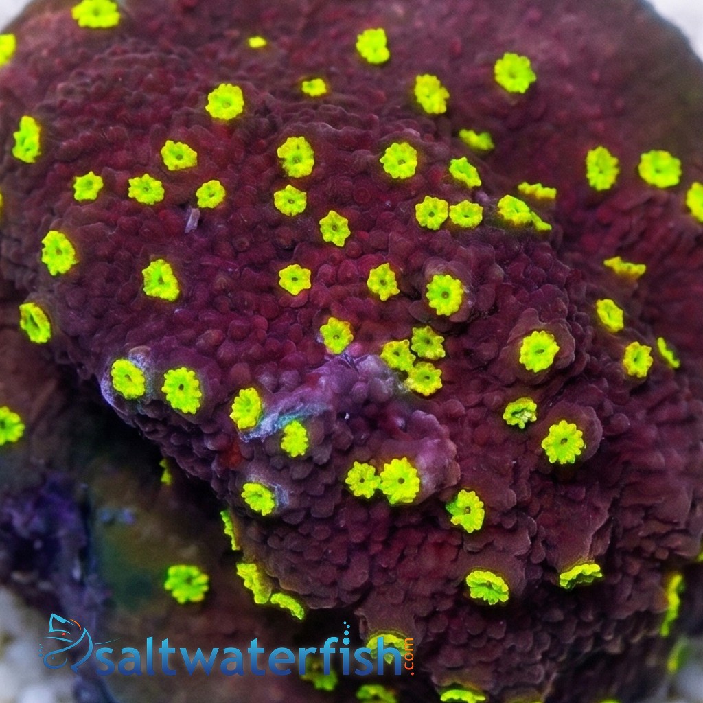 Encrusting Montipora: Habanero - Aquacultured