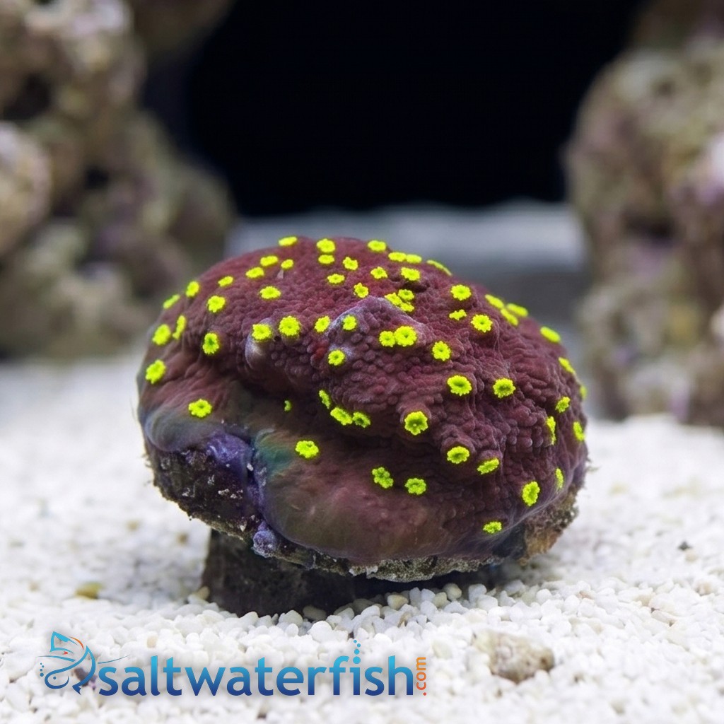 Encrusting Montipora: Habanero - Aquacultured
