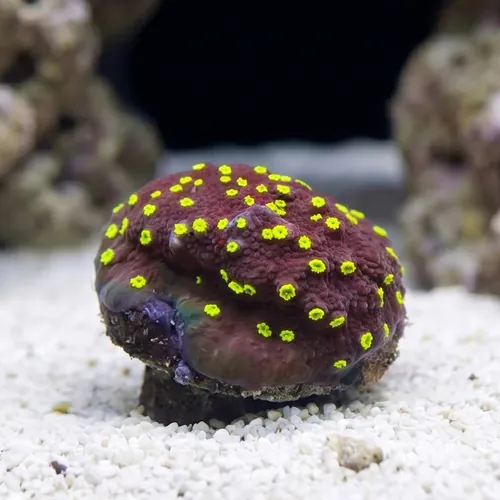 Encrusting Montipora: Habanero - Aquacultured