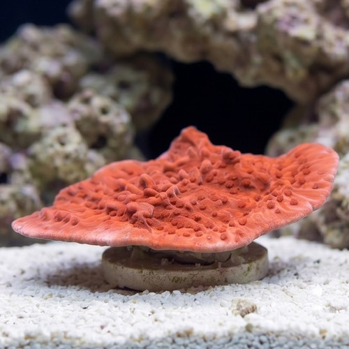Cap Montipora: Red - Aquacultured