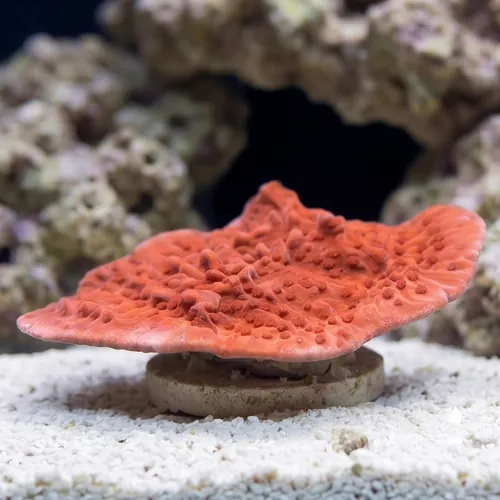 Cap Montipora: Red - Aquacultured