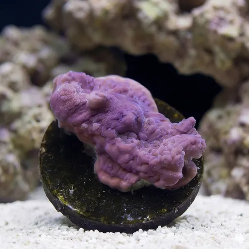 Cap Montipora: Purple - Aquacultured