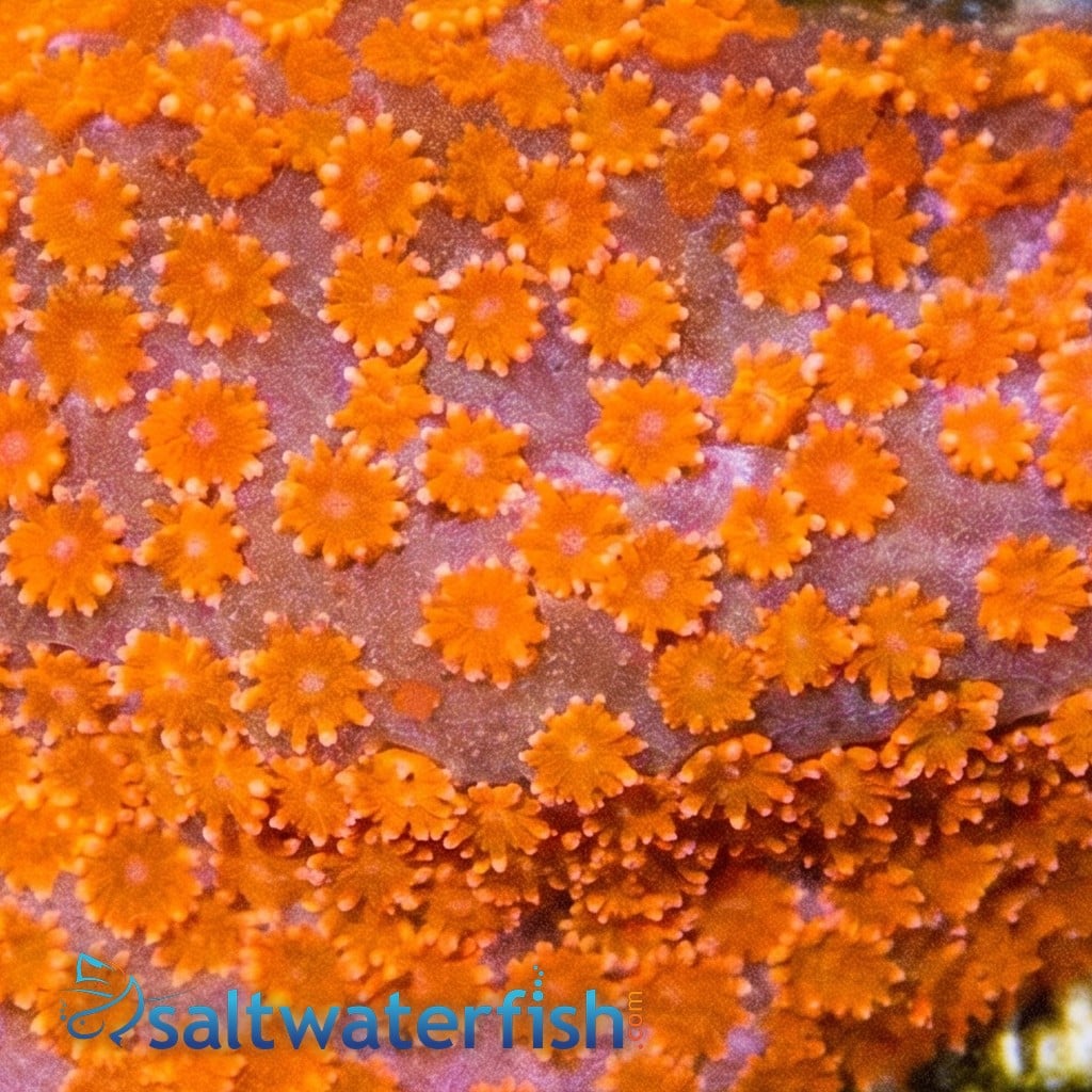 Encrusting Montipora: Dizzy Spell  - Aquacultured