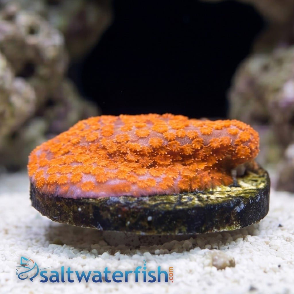 Encrusting Montipora: Dizzy Spell  - Aquacultured