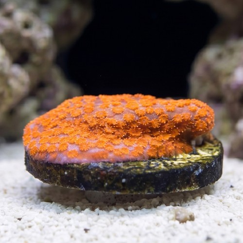 Encrusting Montipora: Dizzy Spell  - Aquacultured