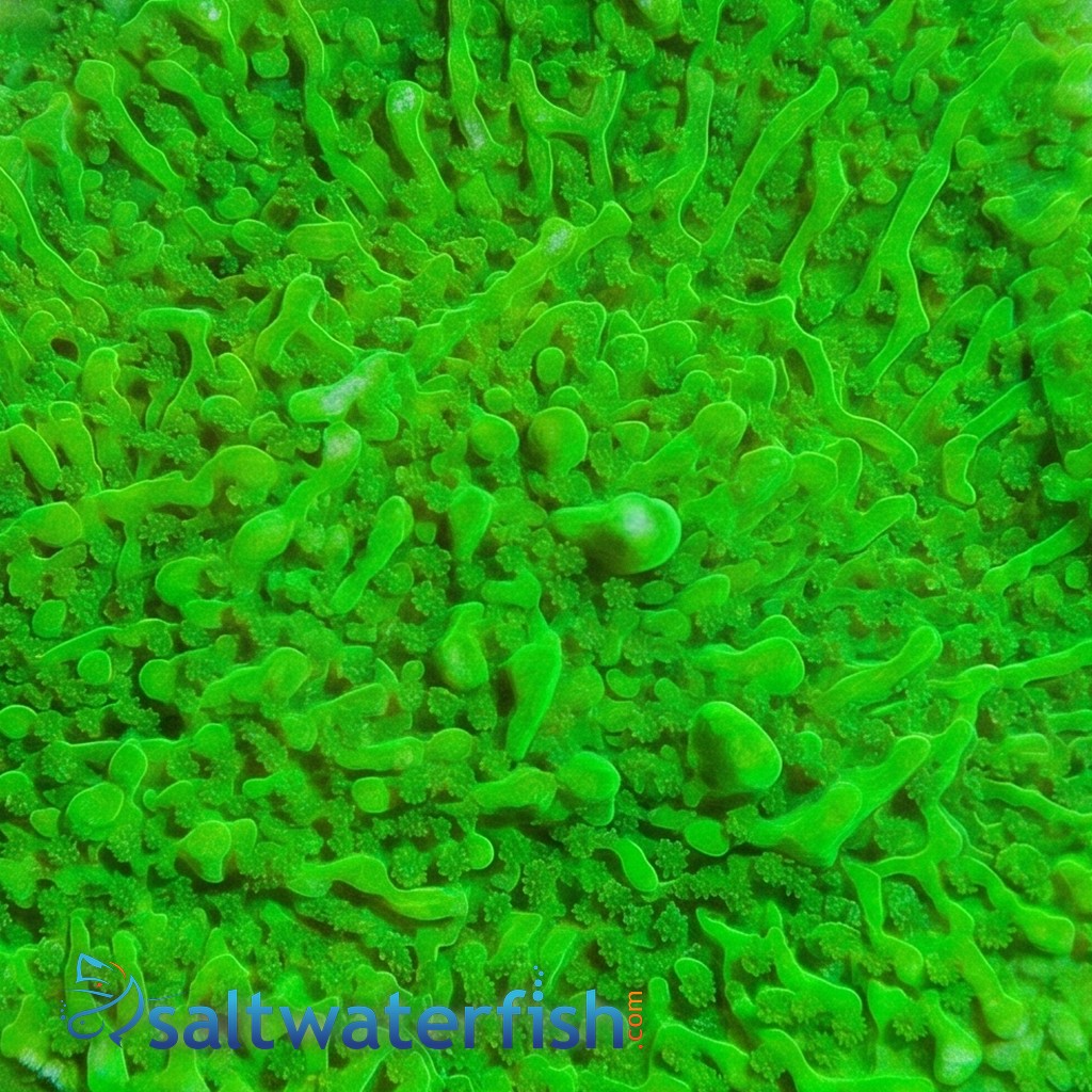 Cap Montipora: Spearmint - Aquacultured