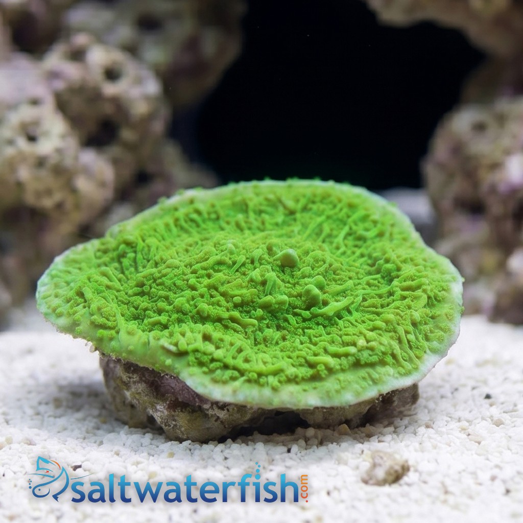 Cap Montipora: Spearmint - Aquacultured