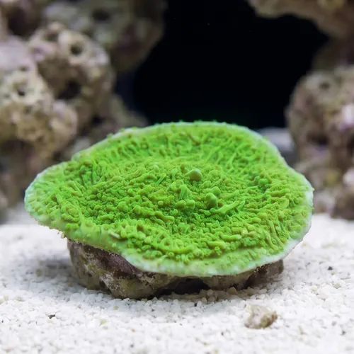Cap Montipora: Spearmint - Aquacultured