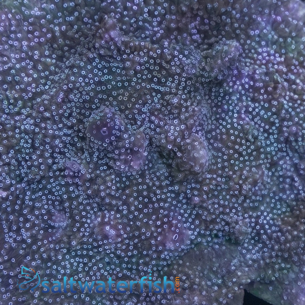 Plating Montipora Coral : Green w/ Blue Polyps