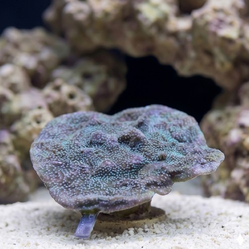 Plating Montipora Coral : Green w/ Blue Polyps