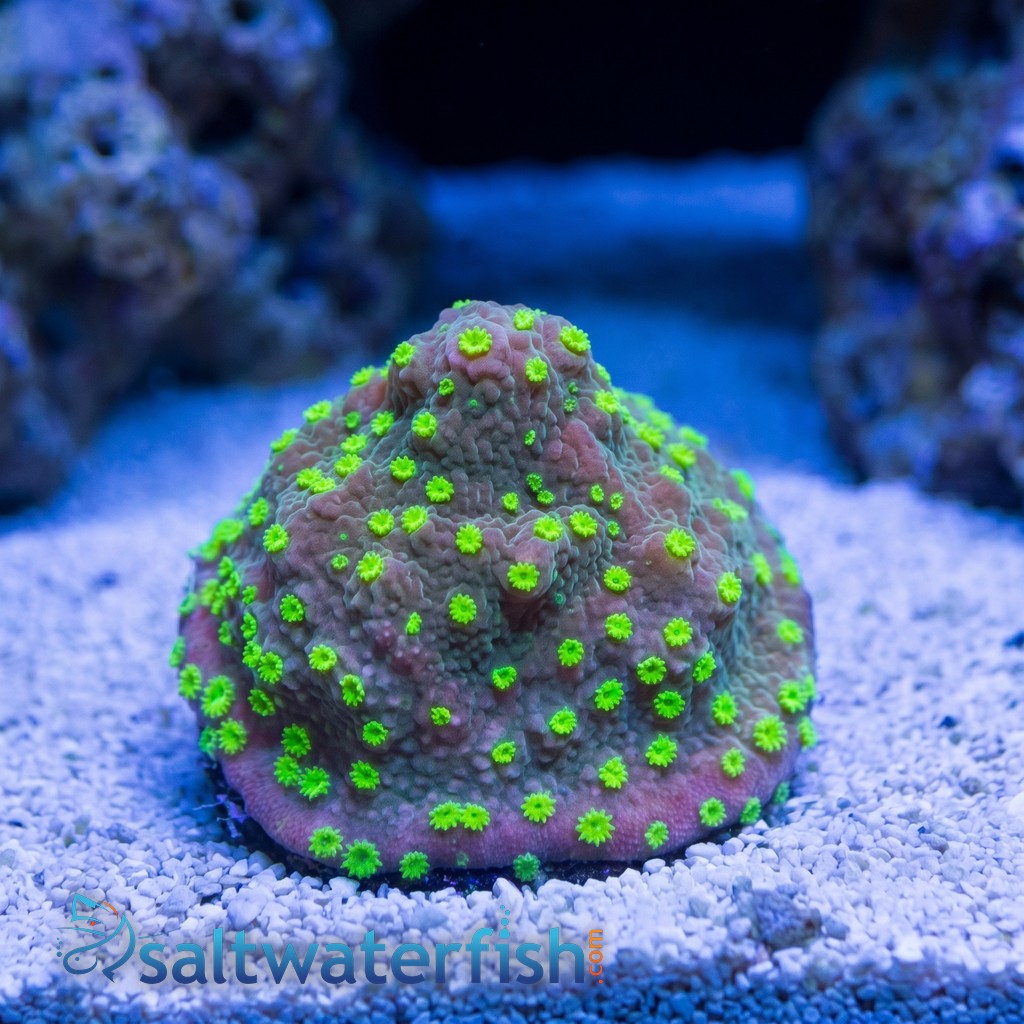 Encrusting Montipora: Street Lights  - Aquacultured