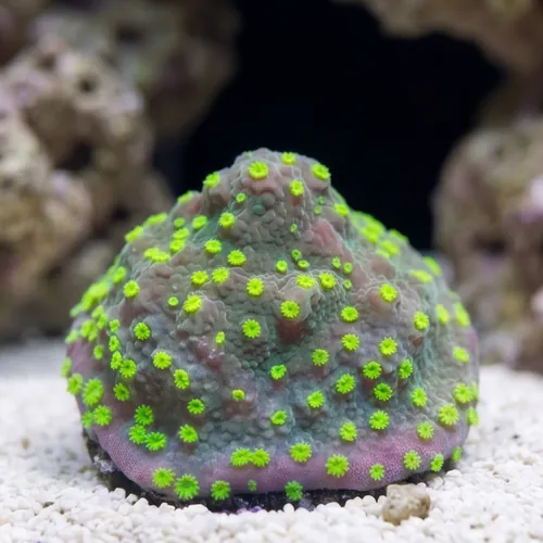 Encrusting Montipora: Street Lights  - Aquacultured