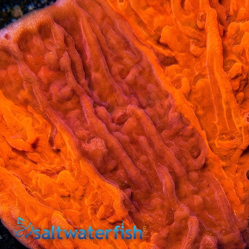 Cap Montipora: Grafted Firewalker - Aquacultured