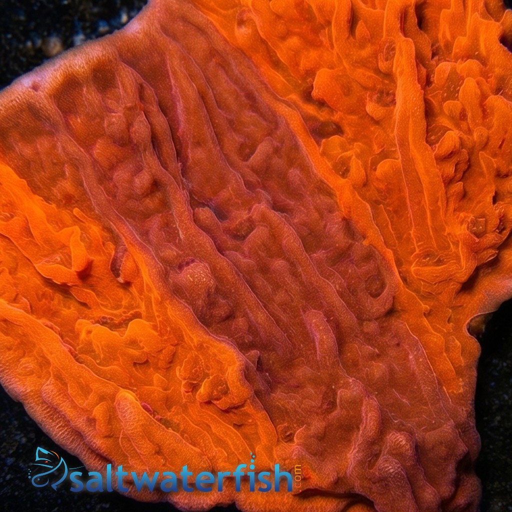 Cap Montipora: Grafted Firewalker - Aquacultured