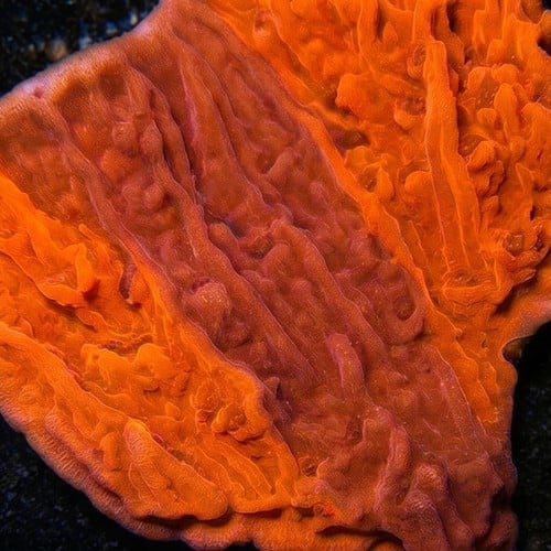 Cap Montipora: Grafted Firewalker - Aquacultured