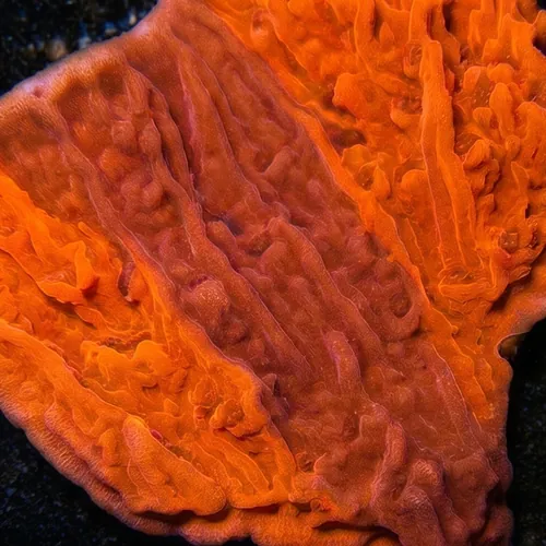 Cap Montipora: Grafted Firewalker - Aquacultured