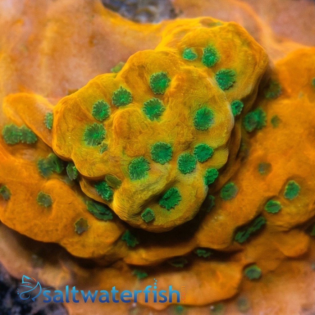 Encrusting Montipora: Sunset Imposter - Aquacultured