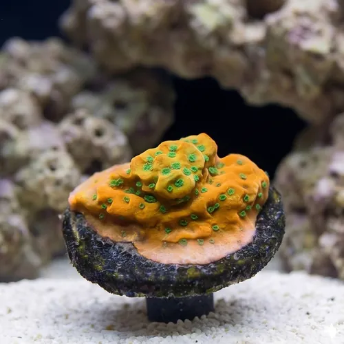 Encrusting Montipora: Sunset Imposter - Aquacultured