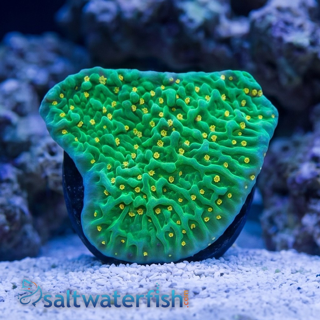 Montipora: Green Eggs and Ham - Aquacultured