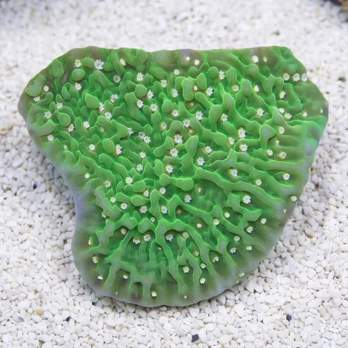 Montipora: Green Eggs and Ham - Aquacultured