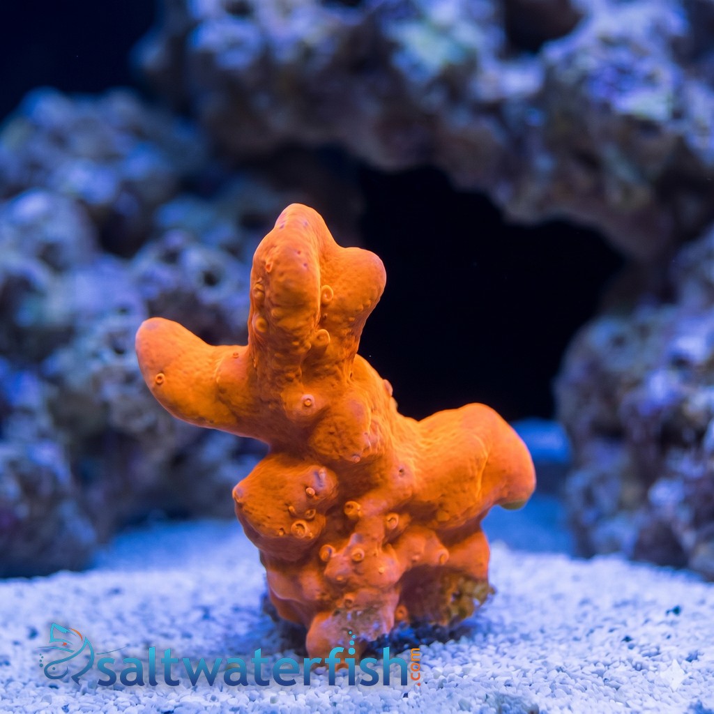 Montipora Orange Setosa - Aquacultured