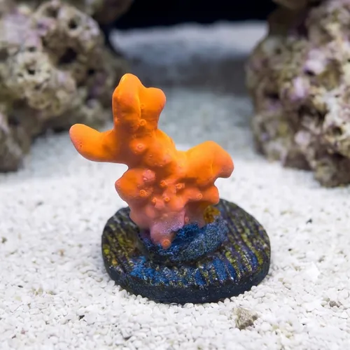 Montipora Orange Setosa - Aquacultured